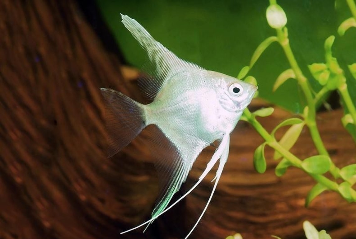 Pterophyllum scalare - Platina Vitorláshal