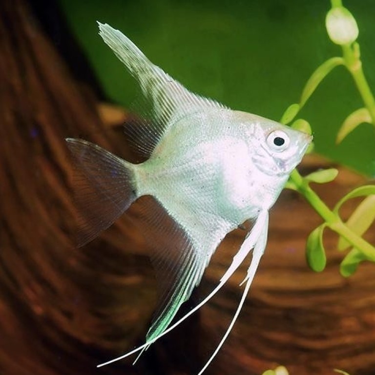 Pterophyllum scalare - Platina Vitorláshal