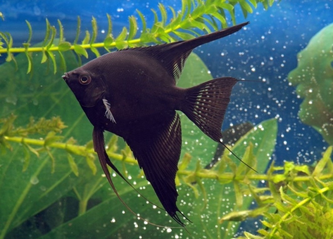 	Pterophyllum scalare - Fekete Vitorláshal