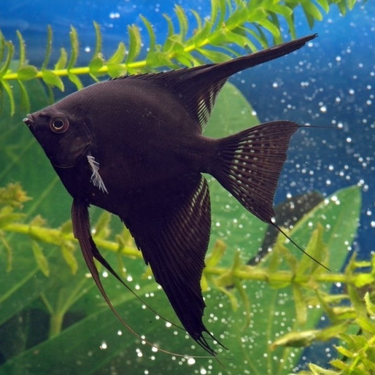 	Pterophyllum scalare - Fekete Vitorláshal