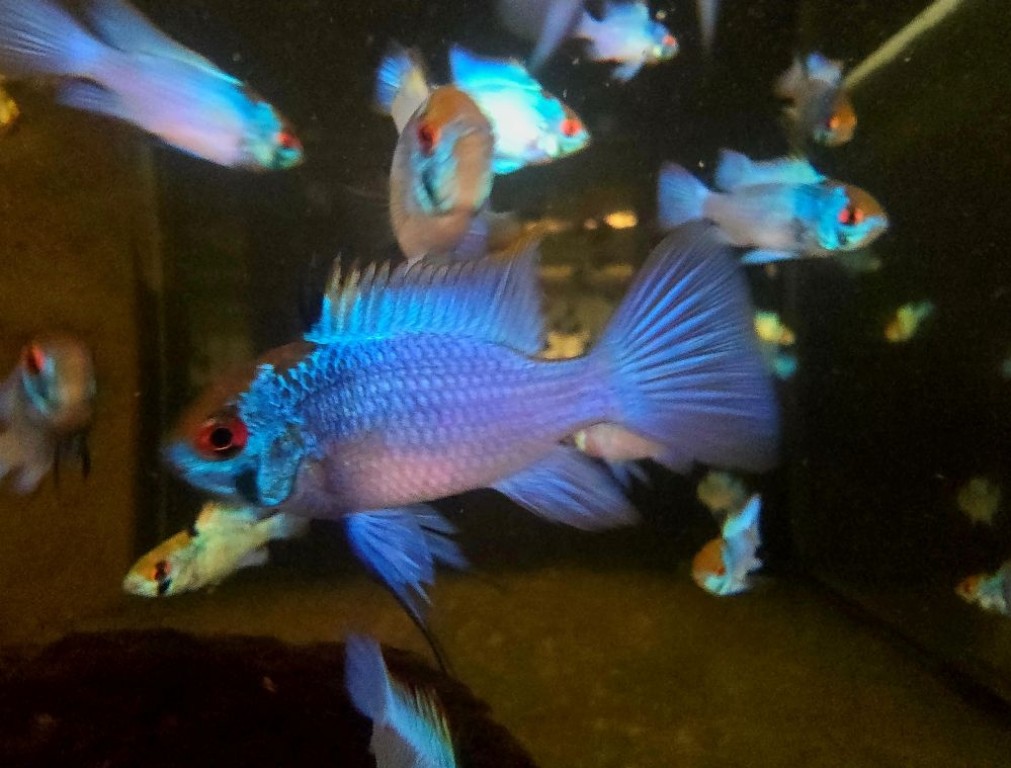 Mikrogeophagus ramirezi sp. electric blue - Kék pillangó törpesügér 