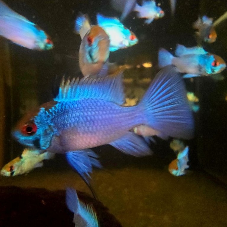 Mikrogeophagus ramirezi sp. electric blue - Kék pillangó törpesügér 