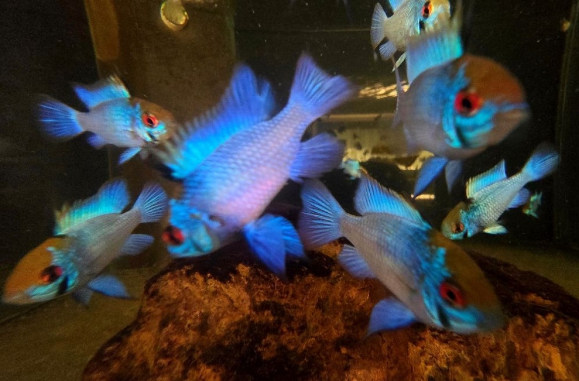 Mikrogeophagus ramirezi sp. electric blue - Kék pillangó törpesügér 