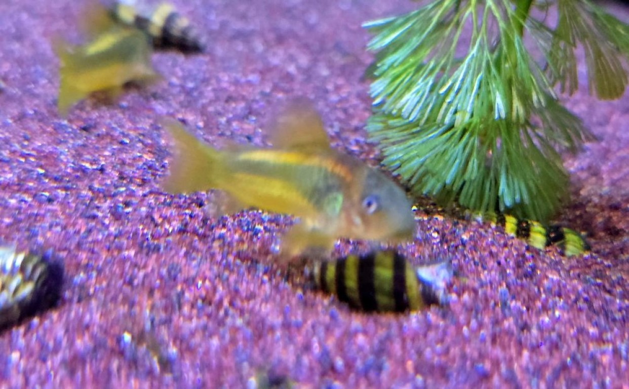 Corydoras gold laser - páncélosharcsa