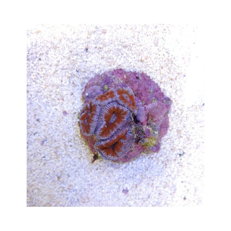 Acanthastrea lordhowensis rainbow freg