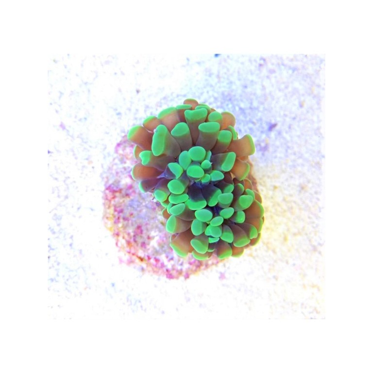 Euphyllia ancora (Green Premium)