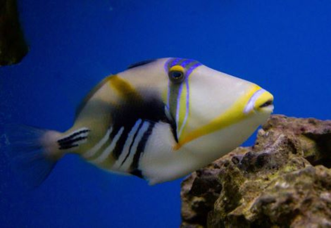 Rhinecanthus aculeatus