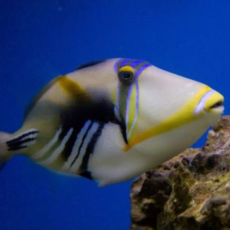 Rhinecanthus aculeatus