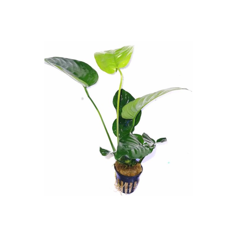 Anubias barteri