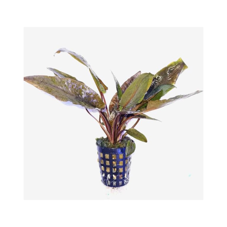 Cryptocoryne wendtii 'brown'