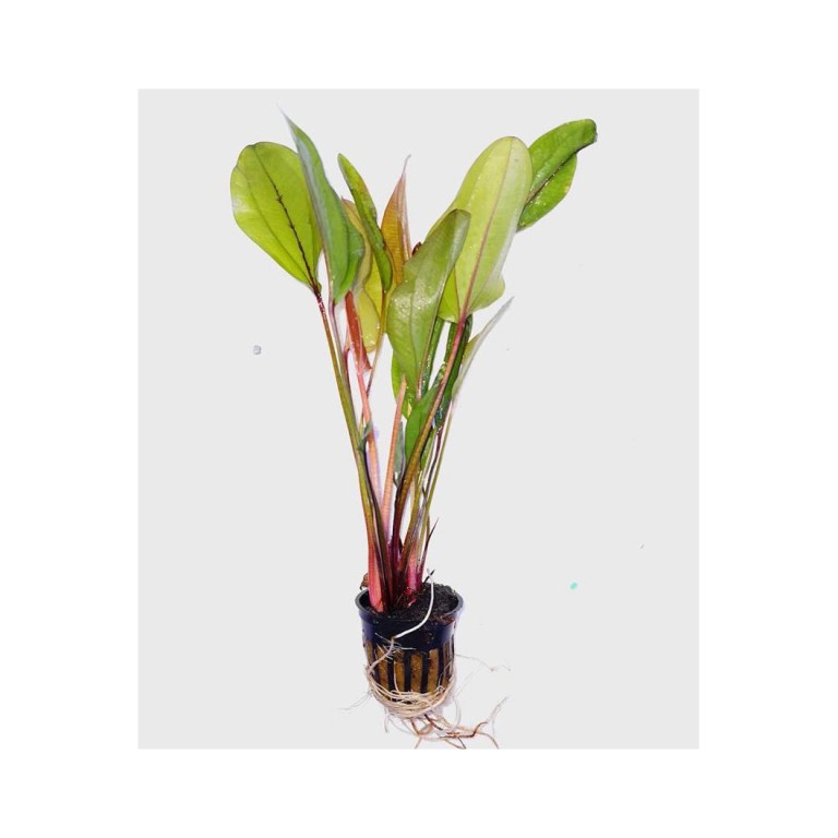 Echinodorus red diamond