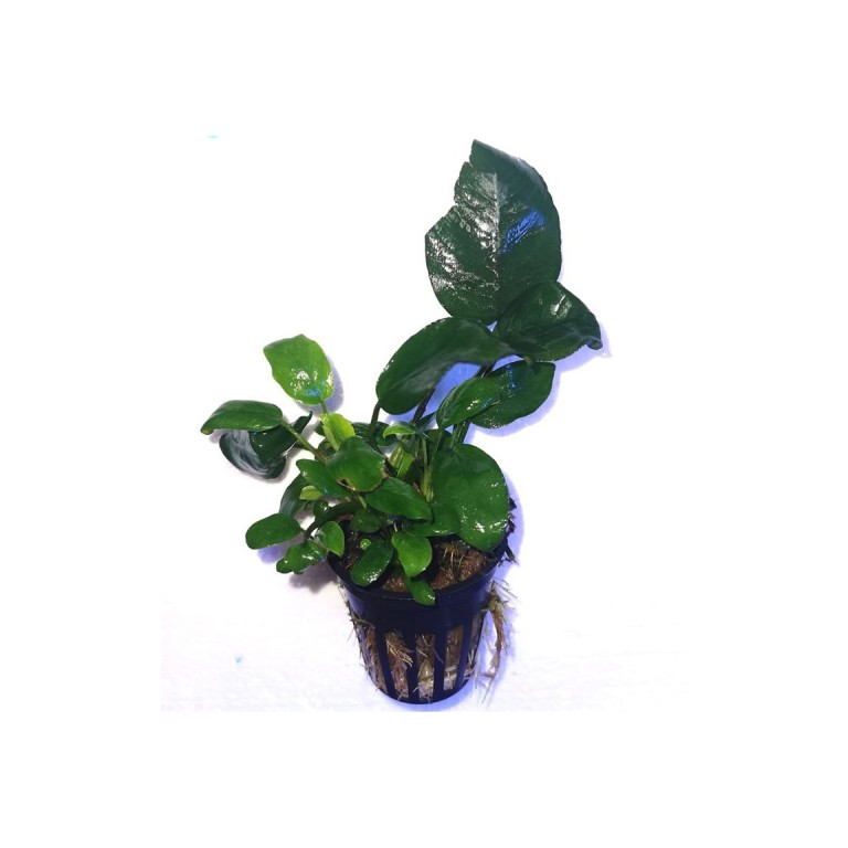 Anubias Barteri nana 