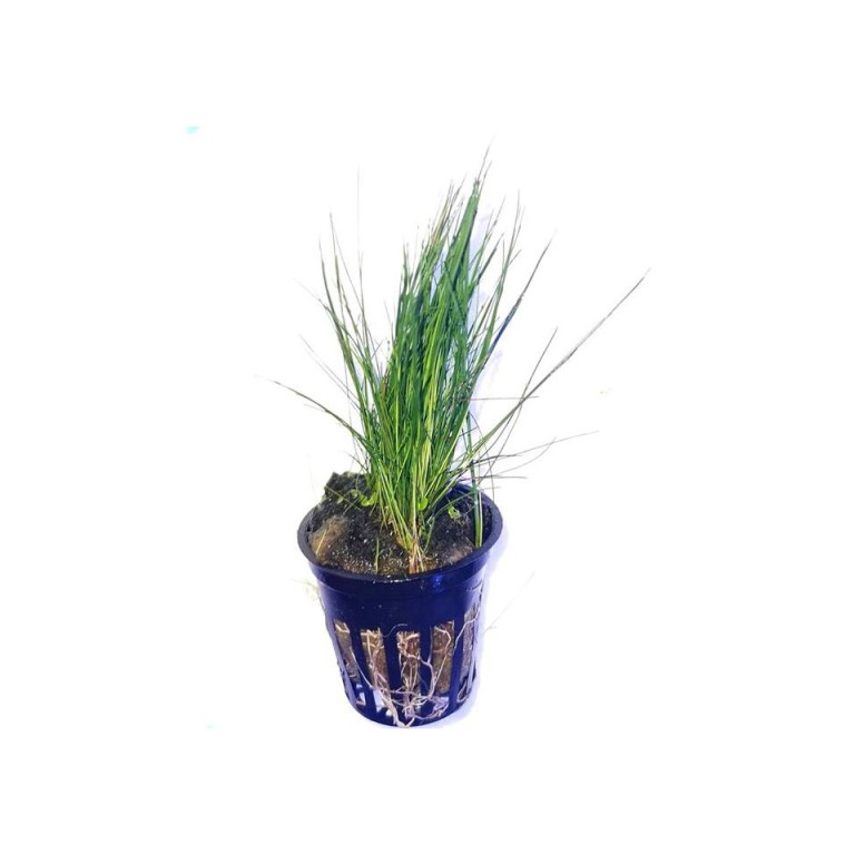 Eleocharis acicularis