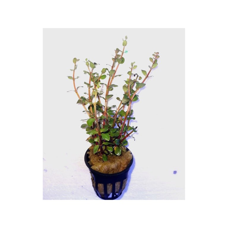 Rotala rutondifolia