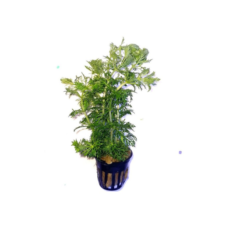 Limnophila aquatica