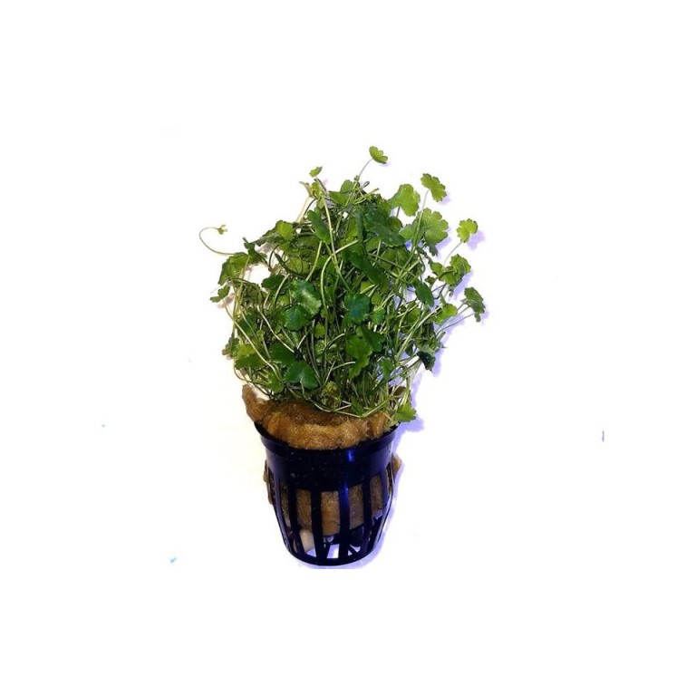 Hydrocotyle sp. Japan