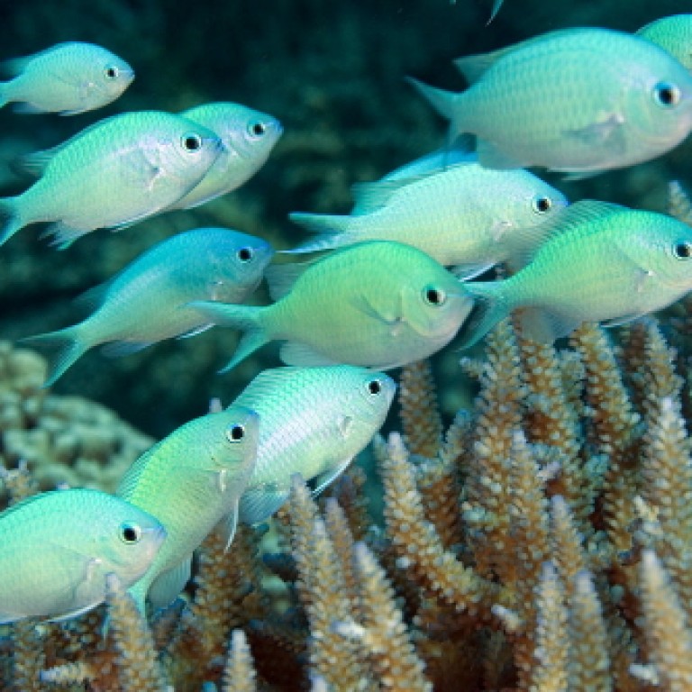 Chromis viridis - tengeri hal