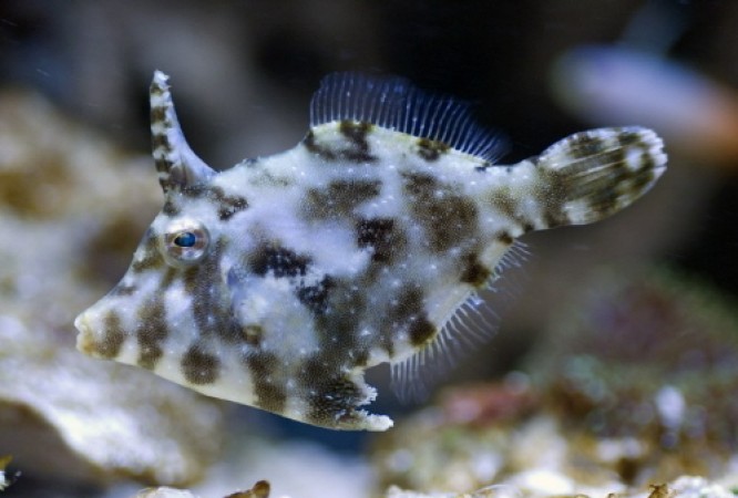 Acreichthys tomentosus