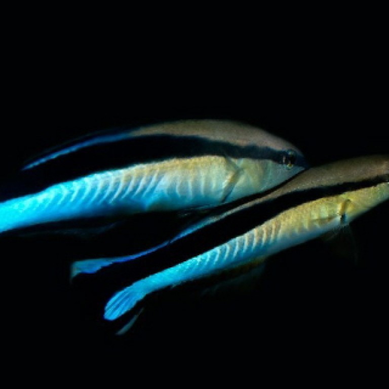 Labroides dimidiatus tengeri tisztogató hal
