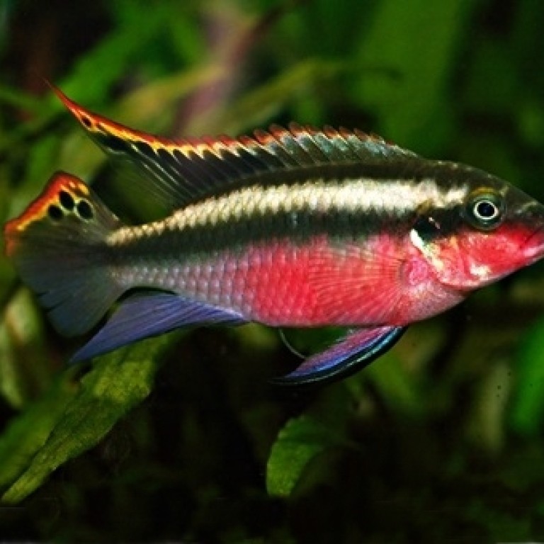 Pelvicachromis pulcher /Meggyhasú sügér/