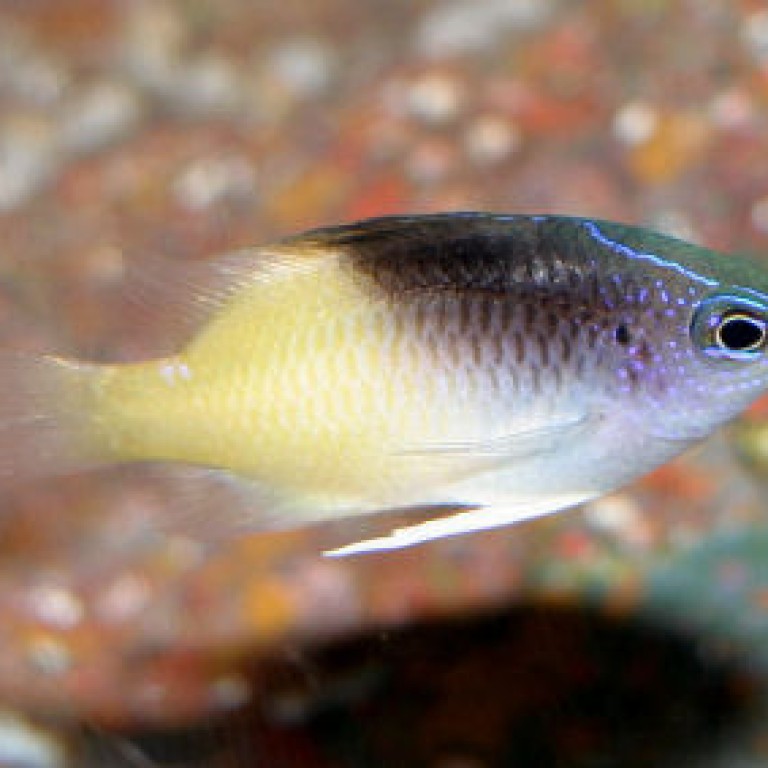 Chrysiptera rollandi - tengeri hal