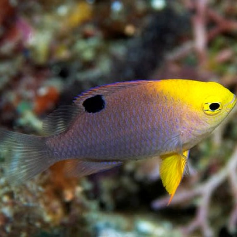 Chrysiptera talboti - tengeri hal