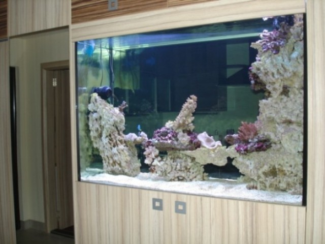 460 literes tengeri lágykorallos akvárium