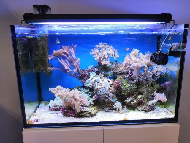 100 literes lágykorallos akvárium