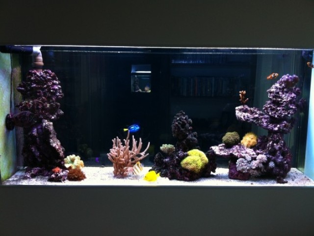 400 literes korallos tengeri akvárium
