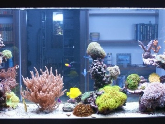 400 literes korallos tengeri akvárium