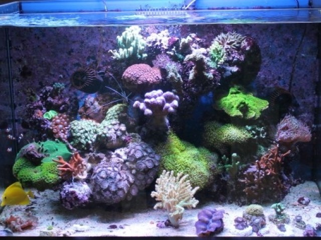 165 literes tengeri akvárium