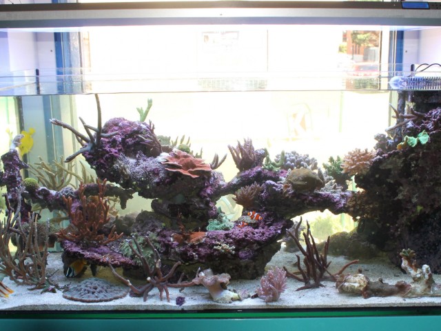 546 literes tengeri kőkorallos akvárium