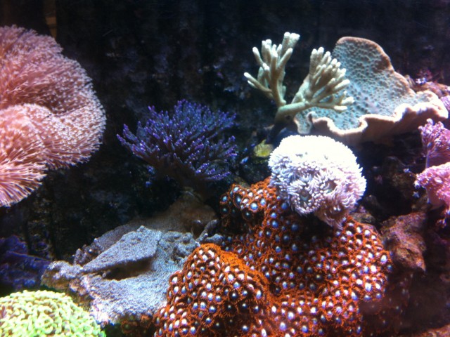 960 literes tengeri korallos akvárium