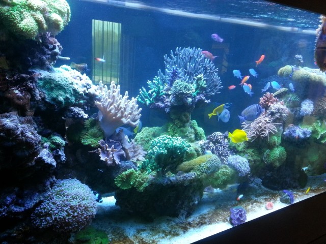 2500 literes tengeri korallos akvárium