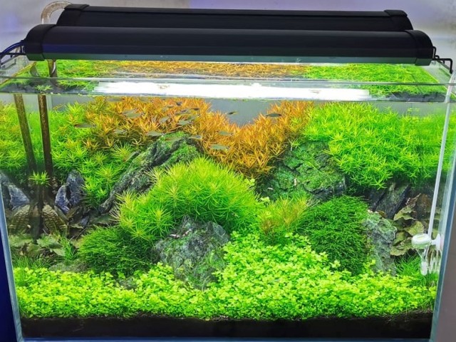 126 literes növényes akvárium optiwhite üvegből