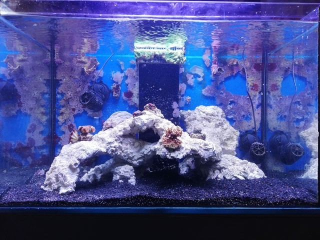 164 literes korallos akvárium