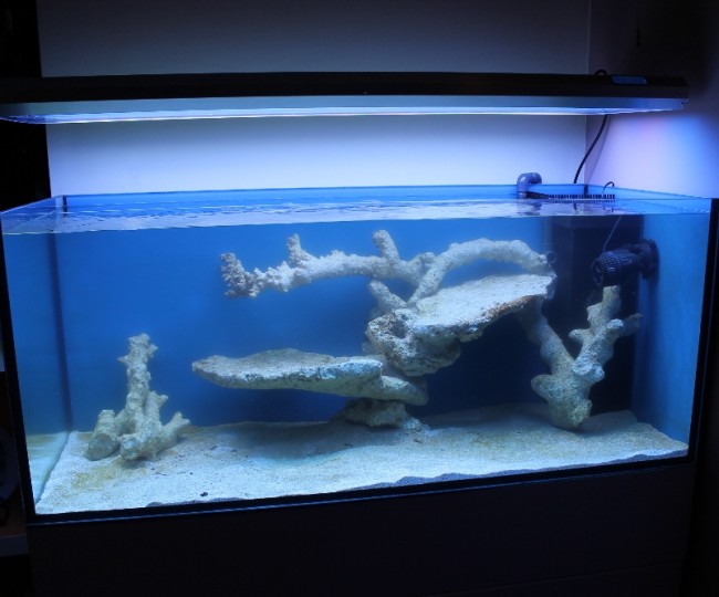 300 Literes korallos tengeri akvárium indítása és folyamatos fejlődése 2. rész