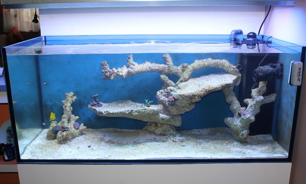 300 Literes korallos tengeri akvárium indítása és folyamatos fejlődése 4. rész