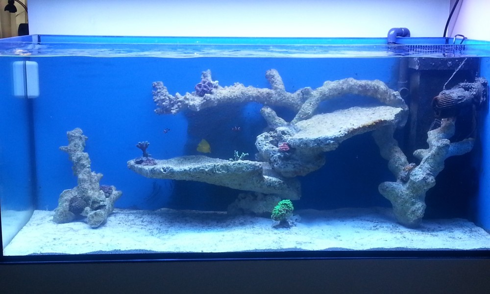 300 Literes korallos tengeri akvárium indítása és folyamatos fejlődése 5. rész