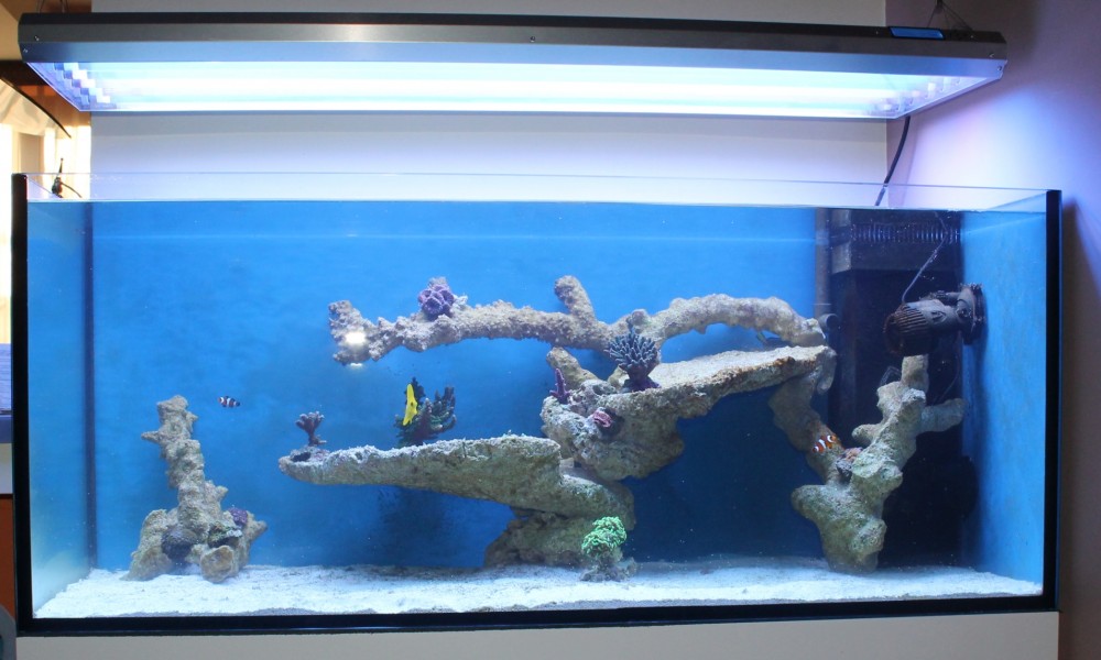300 Literes korallos tengeri akvárium indítása és folyamatos fejlődése 6. rész