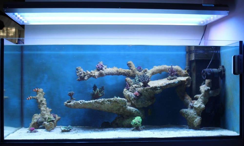 300 Literes korallos tengeri akvárium indítása és folyamatos fejlődése 7. rész