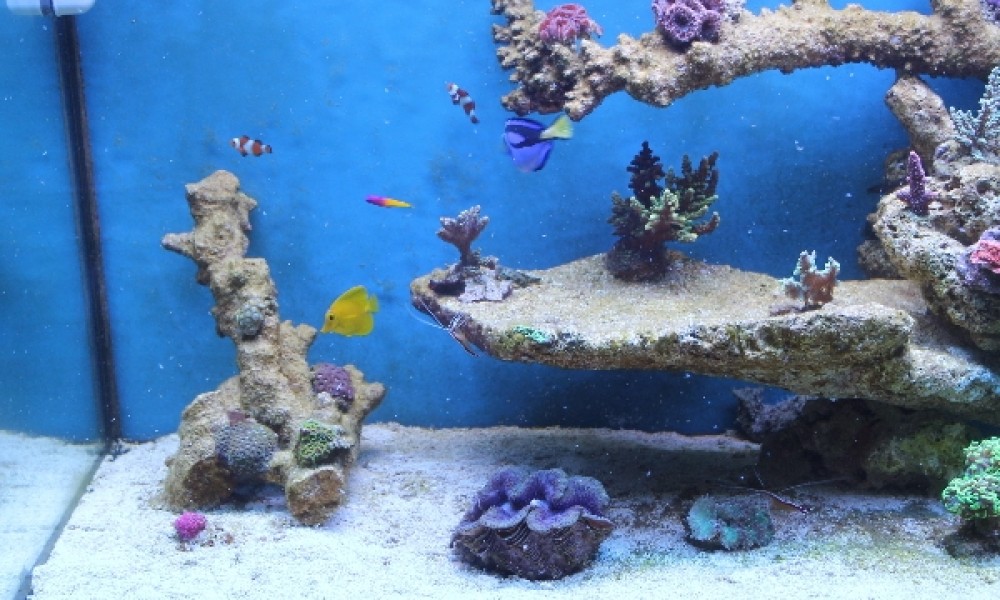 300 Literes korallos tengeri akvárium indítása és folyamatos fejlődése 8. rész