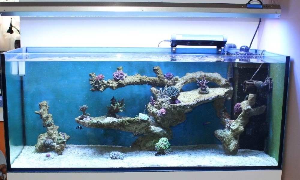 300 Literes korallos tengeri akvárium indítása és folyamatos fejlődése 9. rész