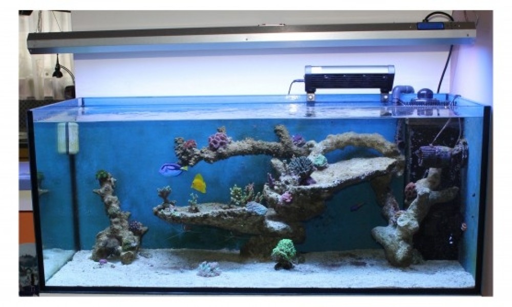 300 Literes korallos tengeri akvárium indítása és folyamatos fejlődése 10. rész