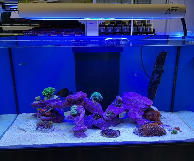 180 literes lágy és kőkorallos tengeri akvárium