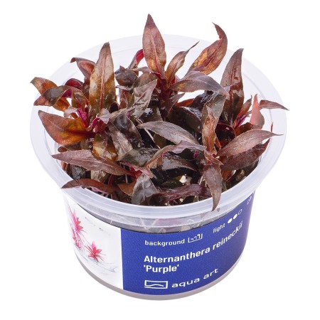 Aqua ART - Alternanthera reineckii 'Purple' zselés növény