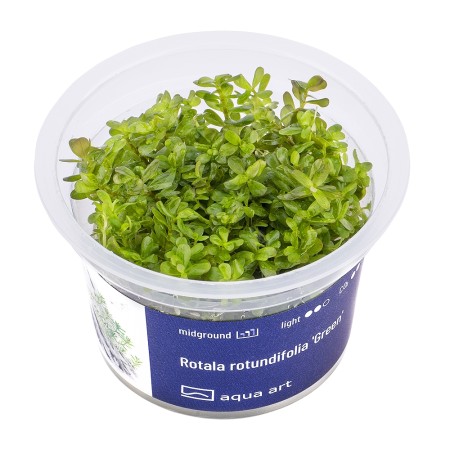 Aqua Art - Rotala rotundifolia 'Green' zselés növény