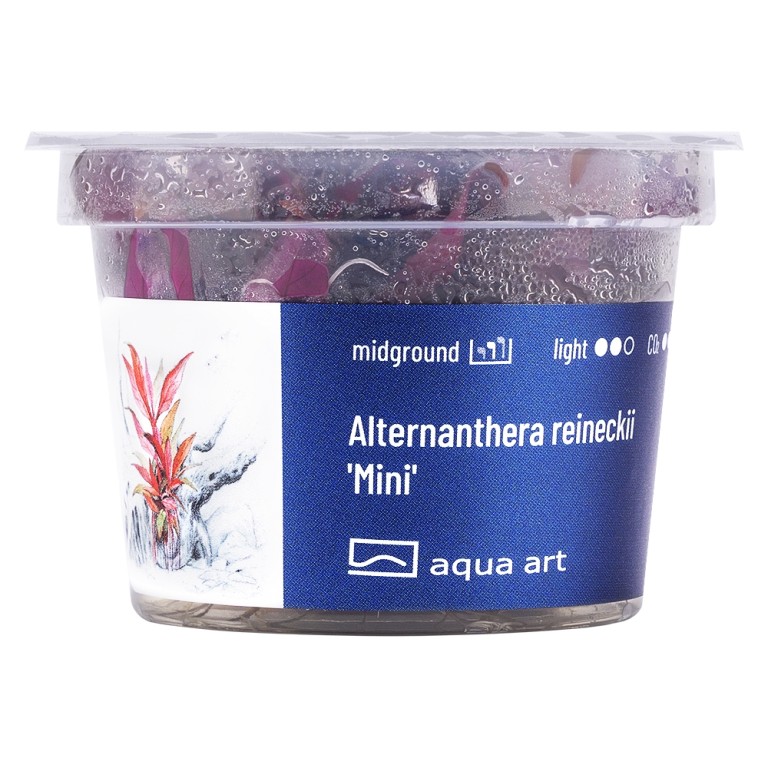 Aqua Art - Alternanthera reineckii 'Mini' zselés növény