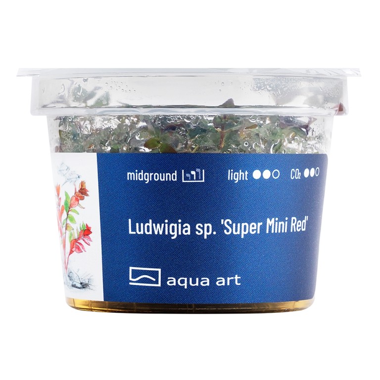 Aqua Art - Ludwigia sp. 'Super Mini Red' zselés növény
