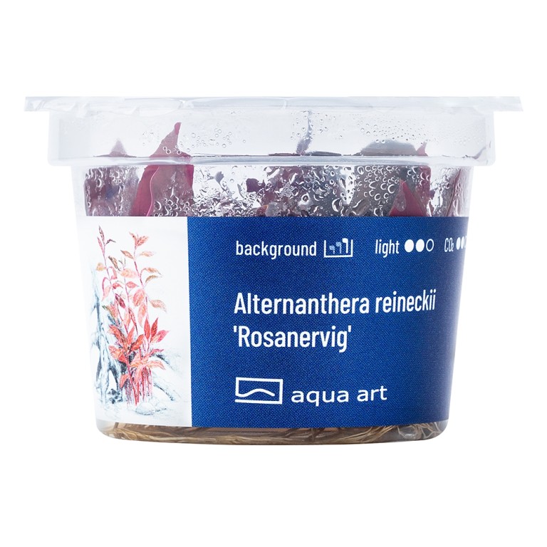 Aqua Art - Alternanthera reineckii 'Rosanervig' zselés növény